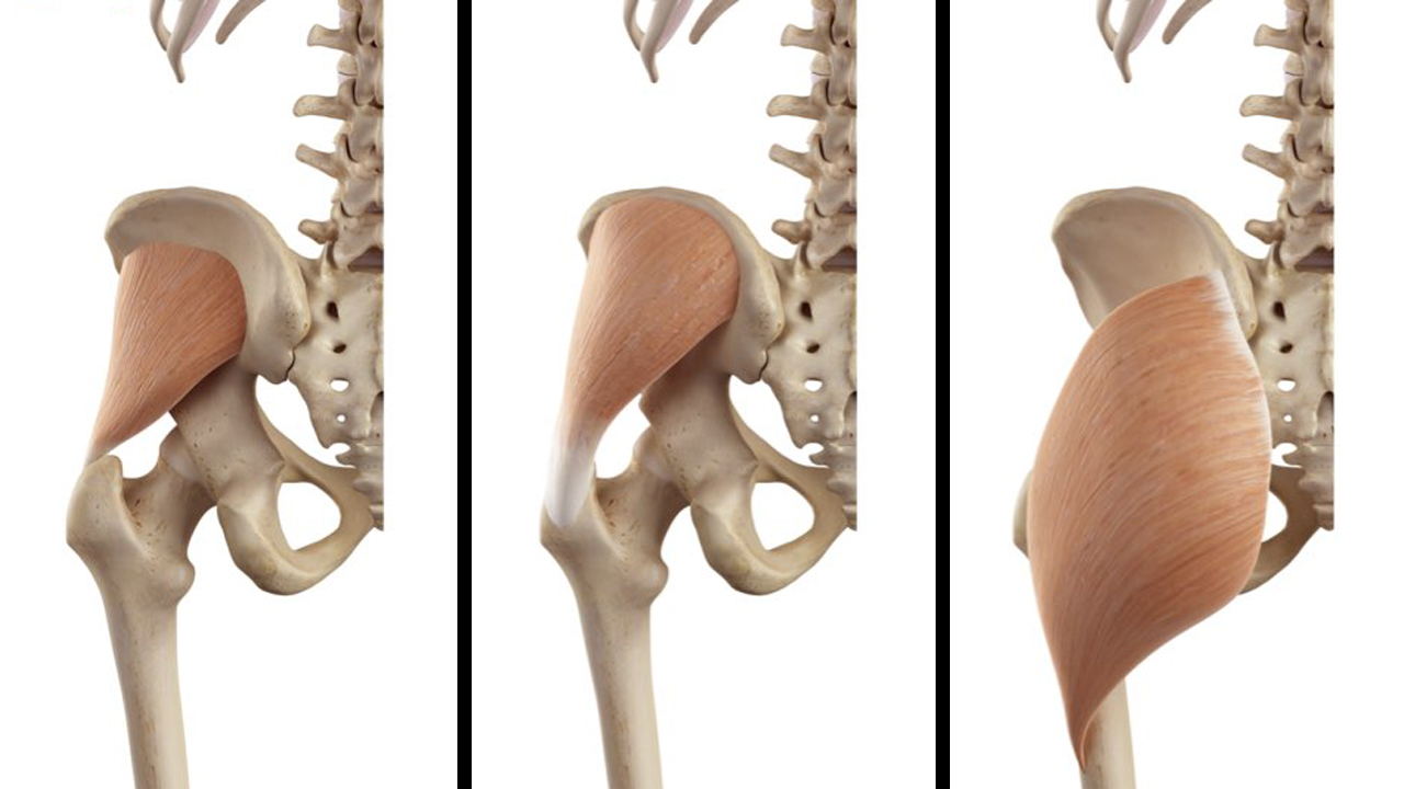 anatomia dei glutei