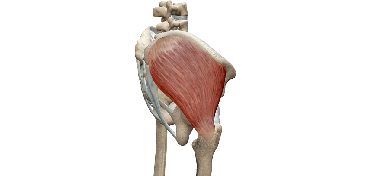 medio gluteo laterale